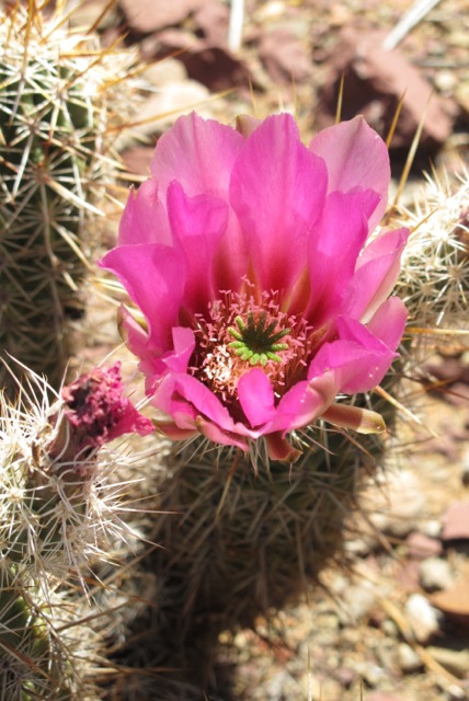 Hike DesertBeauty1