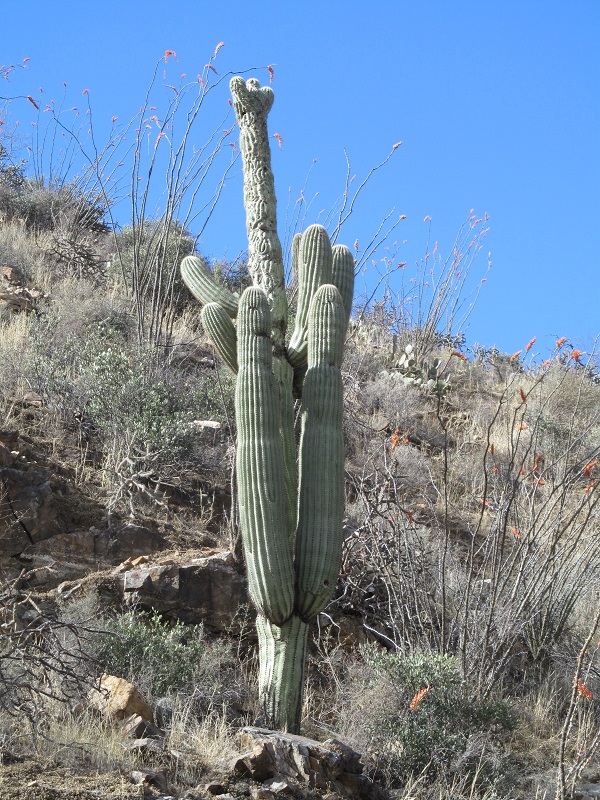 Hike DesertBeauty2